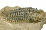 Detailed Crotalocephalina Trilobite - Atchana, Morocco #372406-2